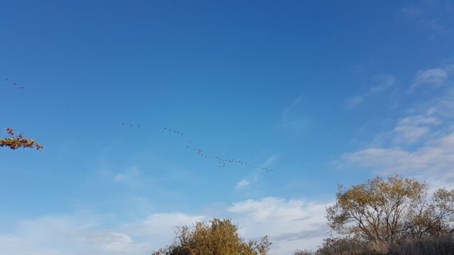 Ruhiges Bild mit blauem Himmel und fliegenden Kranichen